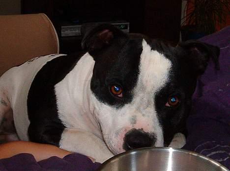 Staffordshire bull terrier carlos billede 4