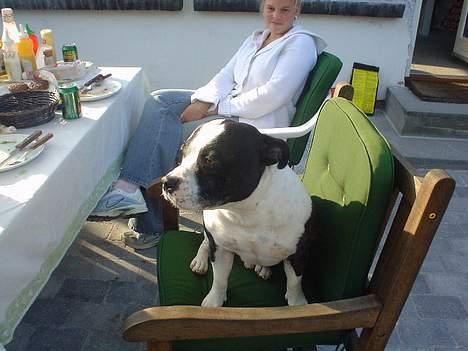 Staffordshire bull terrier carlos billede 5