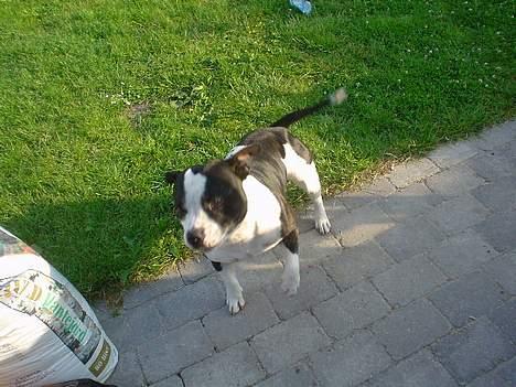 Staffordshire bull terrier carlos billede 6