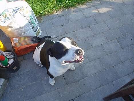 Staffordshire bull terrier carlos billede 7