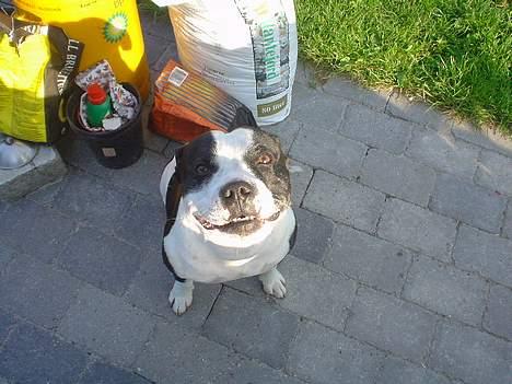 Staffordshire bull terrier carlos billede 8