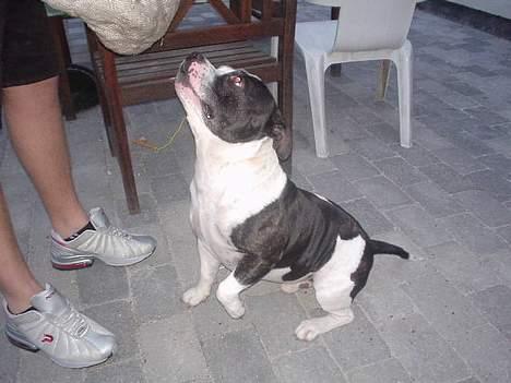 Staffordshire bull terrier carlos billede 9