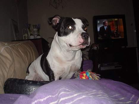 Staffordshire bull terrier carlos billede 10