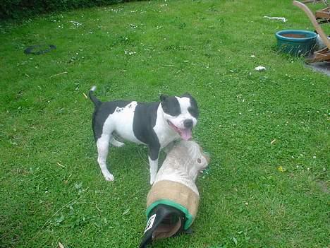 Staffordshire bull terrier carlos billede 11