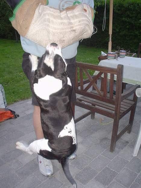 Staffordshire bull terrier carlos billede 12