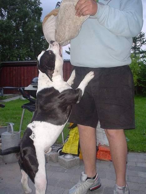 Staffordshire bull terrier carlos billede 13