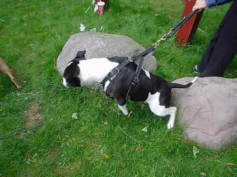 Staffordshire bull terrier carlos billede 14