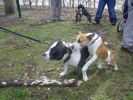 Staffordshire bull terrier carlos billede 15