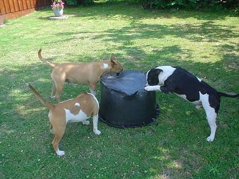 Staffordshire bull terrier carlos billede 16