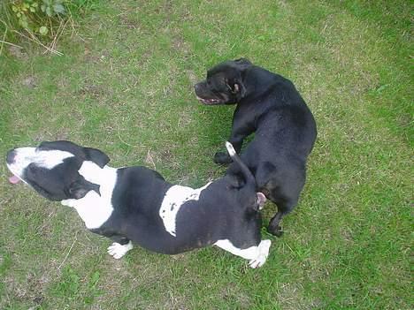 Staffordshire bull terrier carlos - carlos med sin kæreste abby "hygger" billede 17