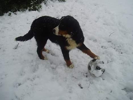 Berner sennenhund Lonnie - Skal vi spille fodbold billede 16