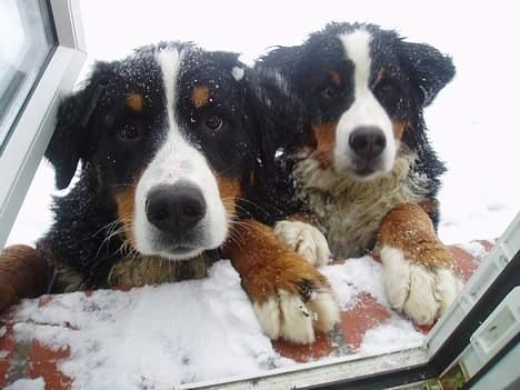 Berner sennenhund Lonnie - Får vi en godbid ??? billede 17