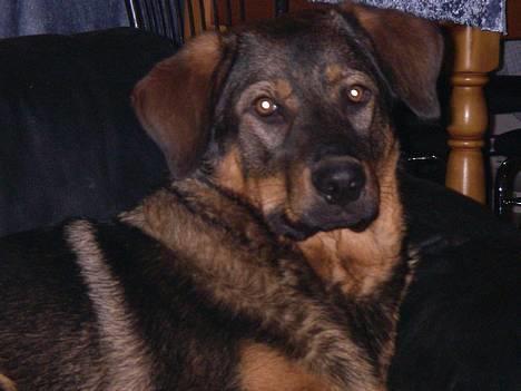 Blanding af racer Rottweiler/ Schæfer King  - Hej ;o) billede 1