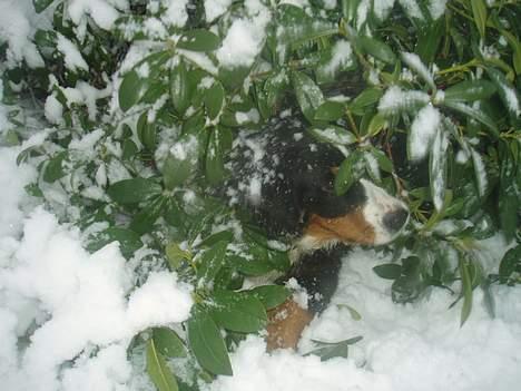Berner sennenhund Lonnie - Halløj, kan I finde mig??? billede 18