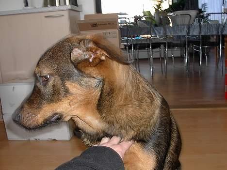 Blanding af racer Rottweiler/ Schæfer King  - Jeg vil ikke billede 2