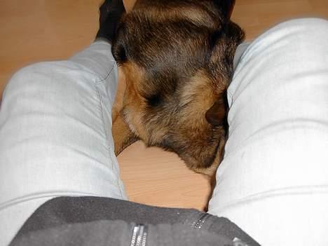 Blanding af racer Rottweiler/ Schæfer King  - Jeg gemmer mig billede 3