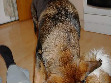 Blanding af racer Rottweiler/ Schæfer King  - stop mor jeg vil ikke billede 4