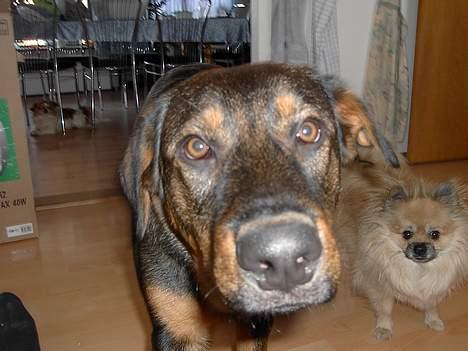 Blanding af racer Rottweiler/ Schæfer King  - stop eller jeg kysser dig billede 5