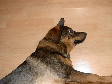 Blanding af racer Rottweiler/ Schæfer King  - okay, så et da billede 6