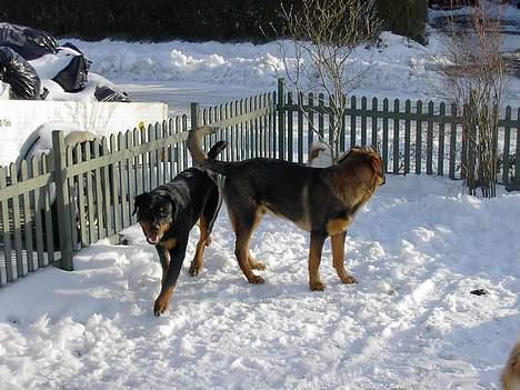 Blanding af racer Rottweiler/ Schæfer King  - mig og mine brøder i sneen billede 7