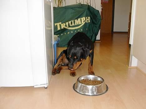 Rottweiler Brutus billede 7