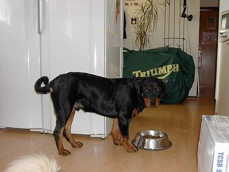 Rottweiler Brutus billede 8