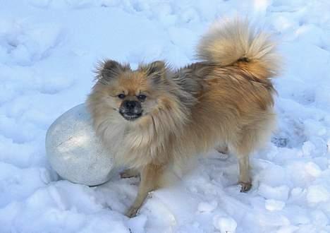 Pomeranian Buller - Se en bold billede 4