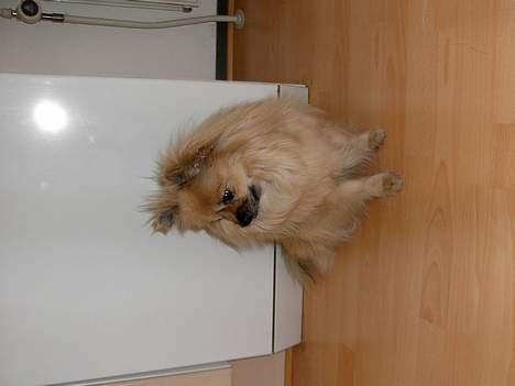 Pomeranian Buller - jeg skal lige se om alt går rigtigt til billede 5
