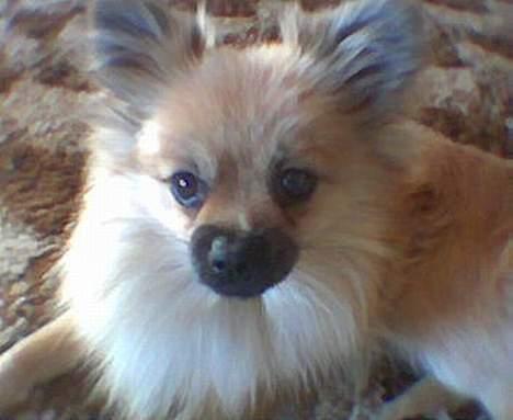 Pomeranian Buller - jeg er træt men okay billede 6