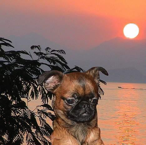 Griffon petit brabancon Perle - Perle - Mors lille øjesten billede 1