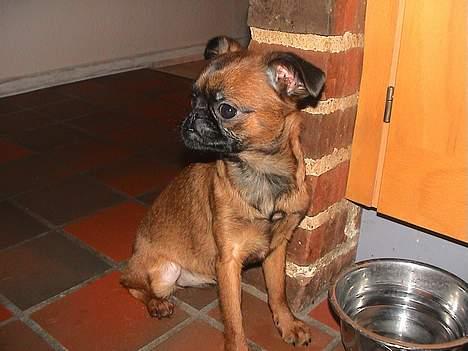 Griffon petit brabancon Perle billede 2