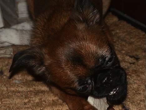 Griffon petit brabancon Perle billede 3