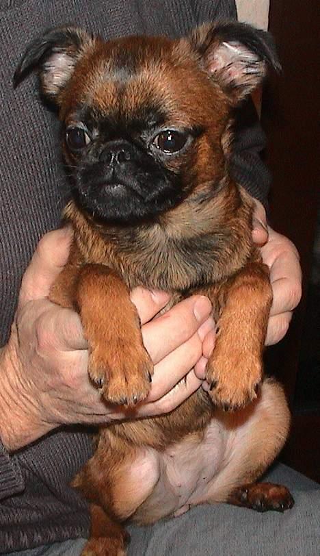 Griffon petit brabancon Perle billede 4