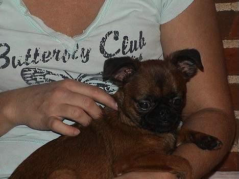 Griffon petit brabancon Perle billede 5