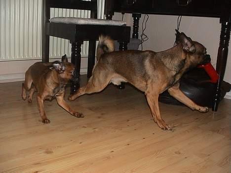 Griffon petit brabancon Perle billede 6