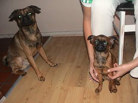 Griffon petit brabancon Perle billede 7