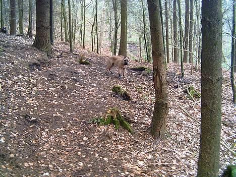 Cane corso Z Mazurskiego Edenu Zulus billede 10