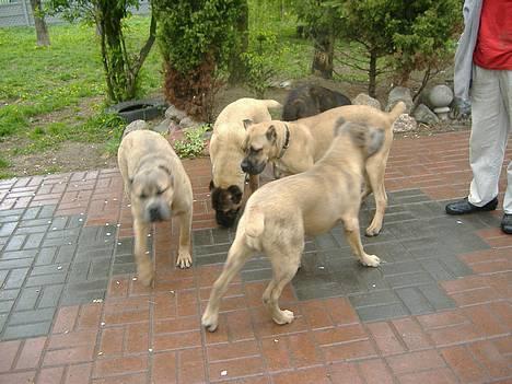 Cane corso Z Mazurskiego Edenu Zulus - Det er ham med halsbåndet :) billede 11
