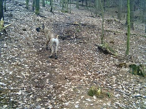 Cane corso Z Mazurskiego Edenu Zulus billede 12