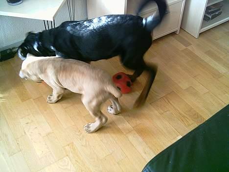 Cane corso Z Mazurskiego Edenu Zulus billede 13