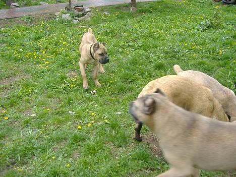 Cane corso Z Mazurskiego Edenu Zulus - Det er ham med halsbåndet :) billede 14