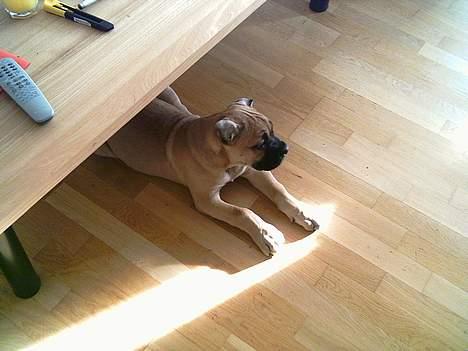 Cane corso Z Mazurskiego Edenu Zulus billede 15