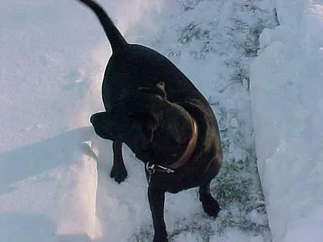 Blanding af racer Labrador og andet   Max - i sneen billede 7