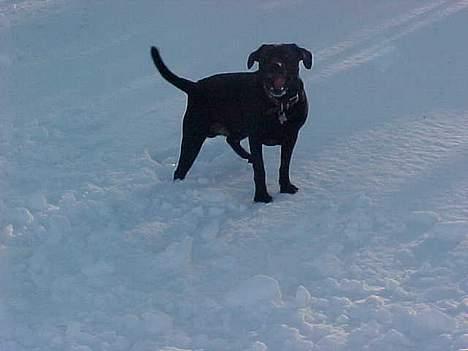 Blanding af racer Labrador og andet   Max - I sneen billede 8