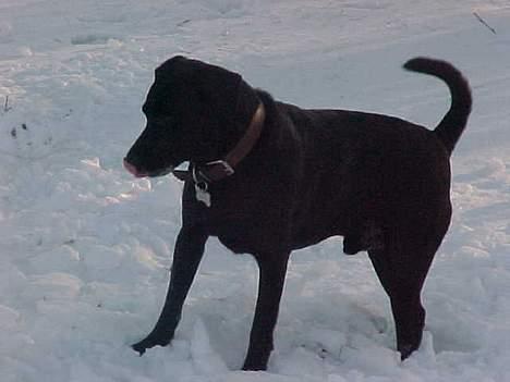 Blanding af racer Labrador og andet   Max - max i sneen billede 9