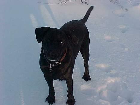 Blanding af racer Labrador og andet   Max - Er jeg ikk bare vildt sød... billede 10