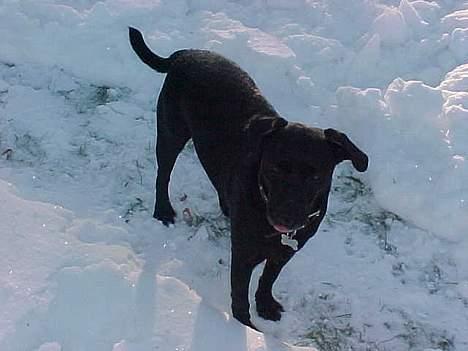 Blanding af racer Labrador og andet   Max - Max i sneen billede 11
