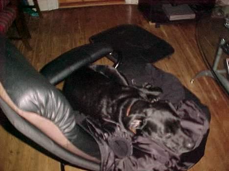 Blanding af racer Labrador og andet   Max - efter sådan en tur er det godt lii og putte lidt billede 12