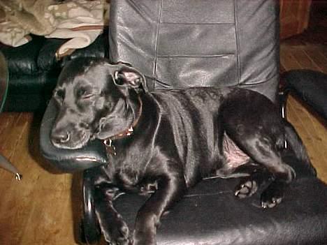 Blanding af racer Labrador og andet   Max - puuu dejlig stol billede 13