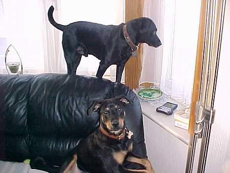 Blanding af racer Labrador og andet   Max - ja tyson kan ikke set det men max har fået øje på en lille mis billede 14